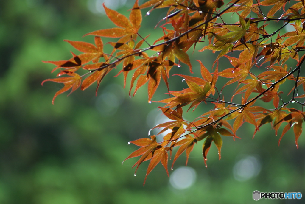 雨上がり