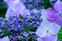 紫陽花2017-3