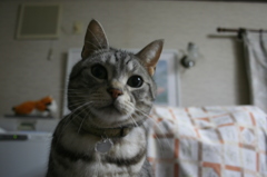 我が家の猫