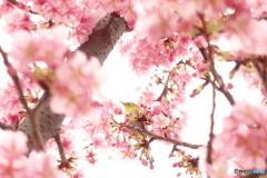 春を待ちわびて