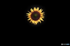 himawari.......。