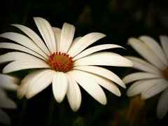 道花。