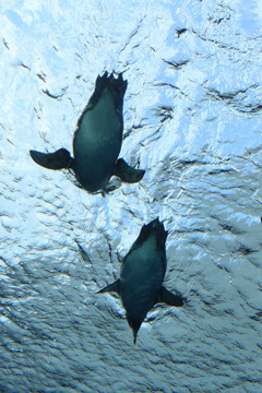 空を泳ぐペンギン