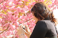 カメラ妻と八重桜