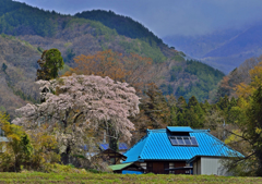 上発知のしだれ桜