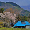 上発知のしだれ桜