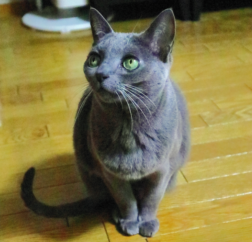 愛娘