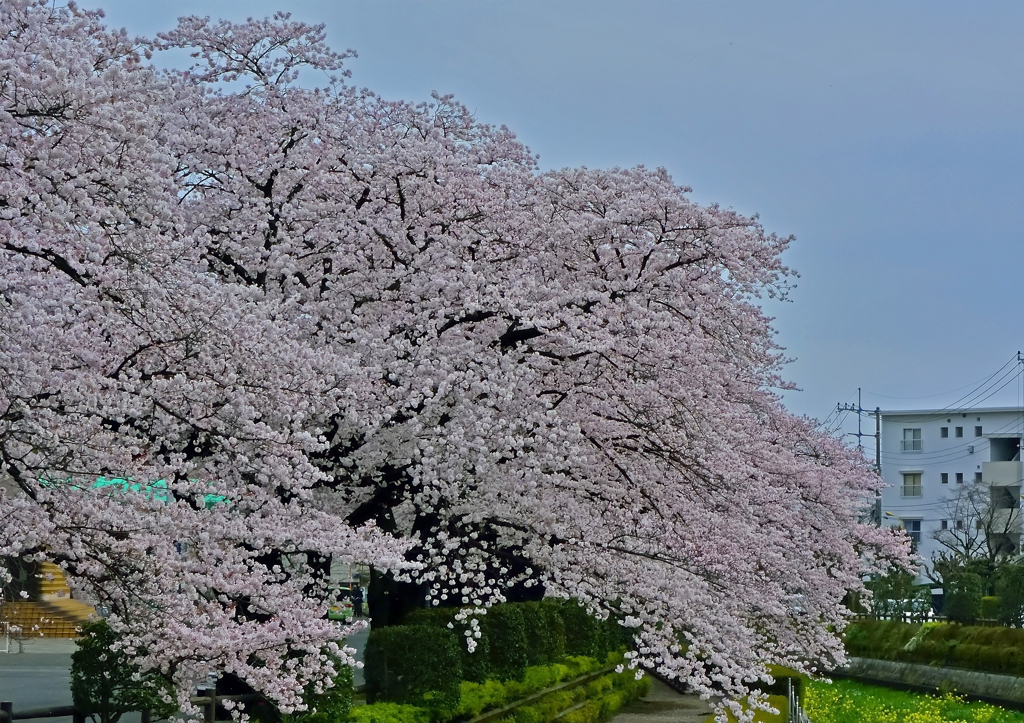 上尾の桜