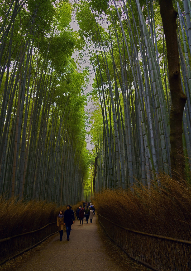 壮大な竹林