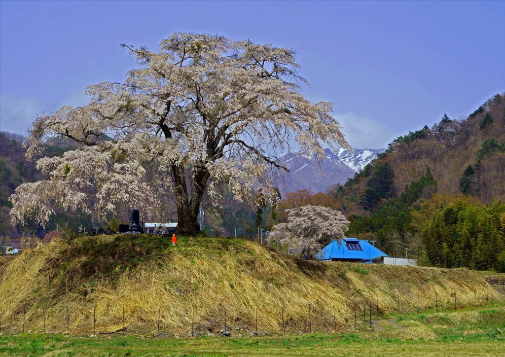 里山の春