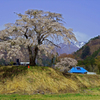 里山の春