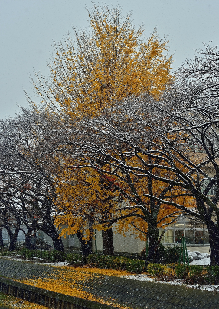 冬の風物詩『雪』＆秋の風物詩『銀杏』