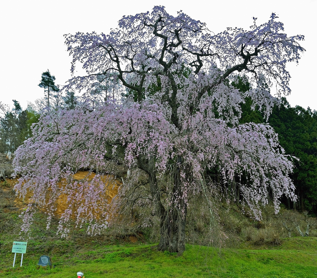 福田寺の糸桜