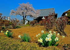 龍真寺