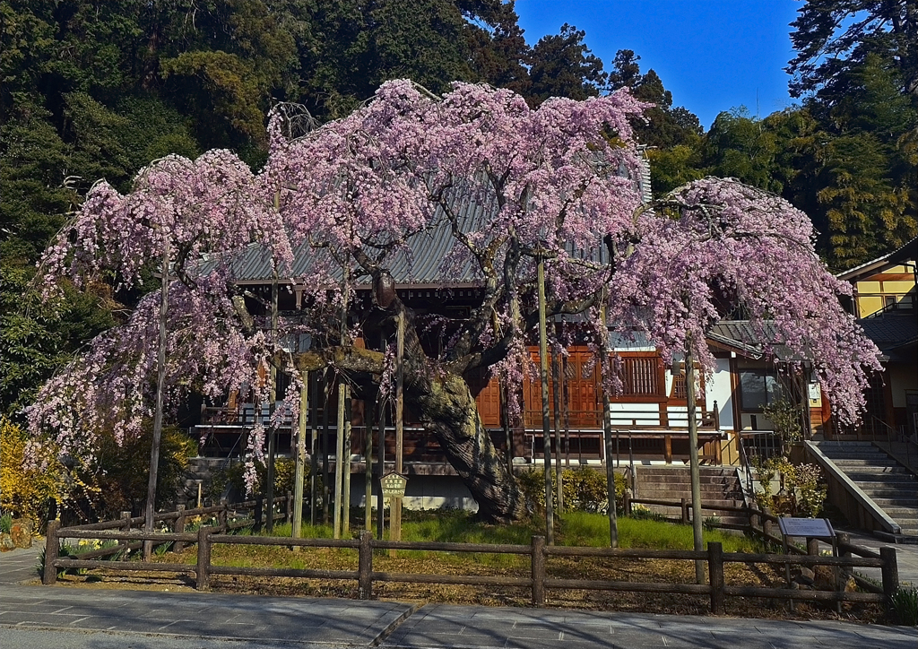 太山寺枝垂れ桜