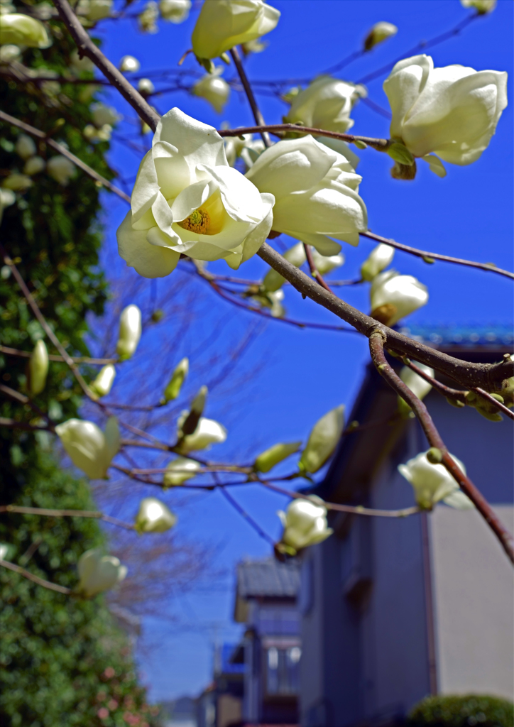 春に咲く白い大きな花