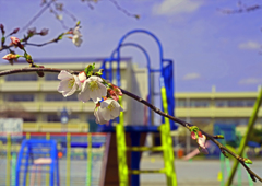 桜の花びら