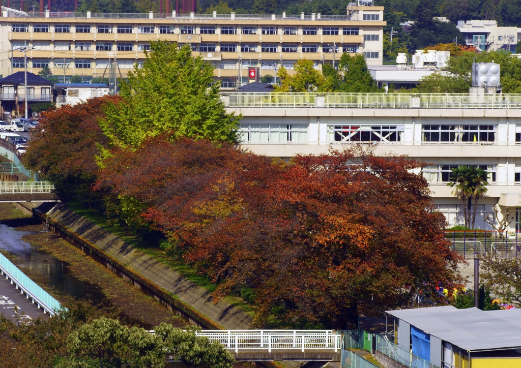 小学校の紅葉