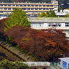 小学校の紅葉