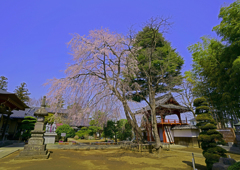 相頓寺 枝垂れ桜