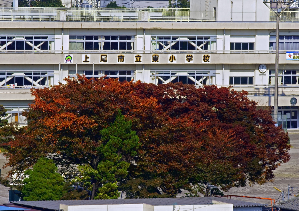 桜の紅葉