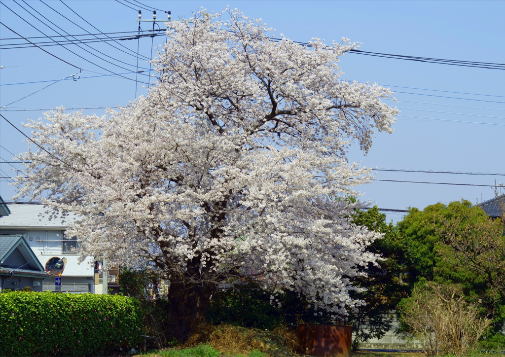 交差点の桜