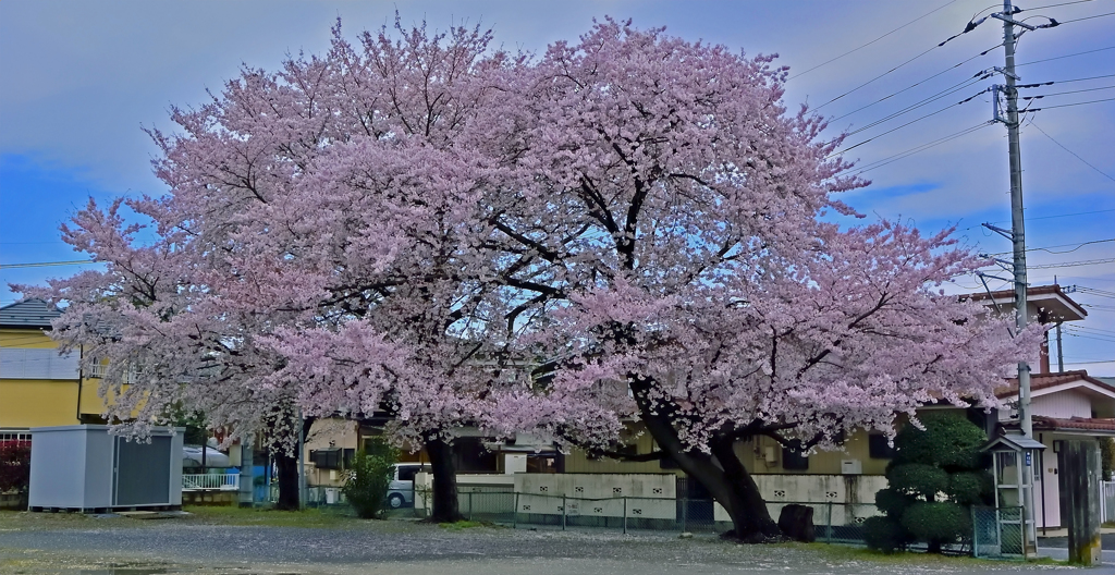 上尾の桜