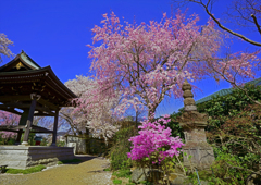 春のお寺