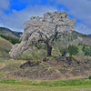 上発知のしだれ桜