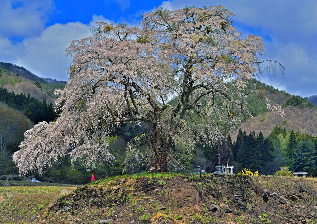 上発知の枝垂れ桜