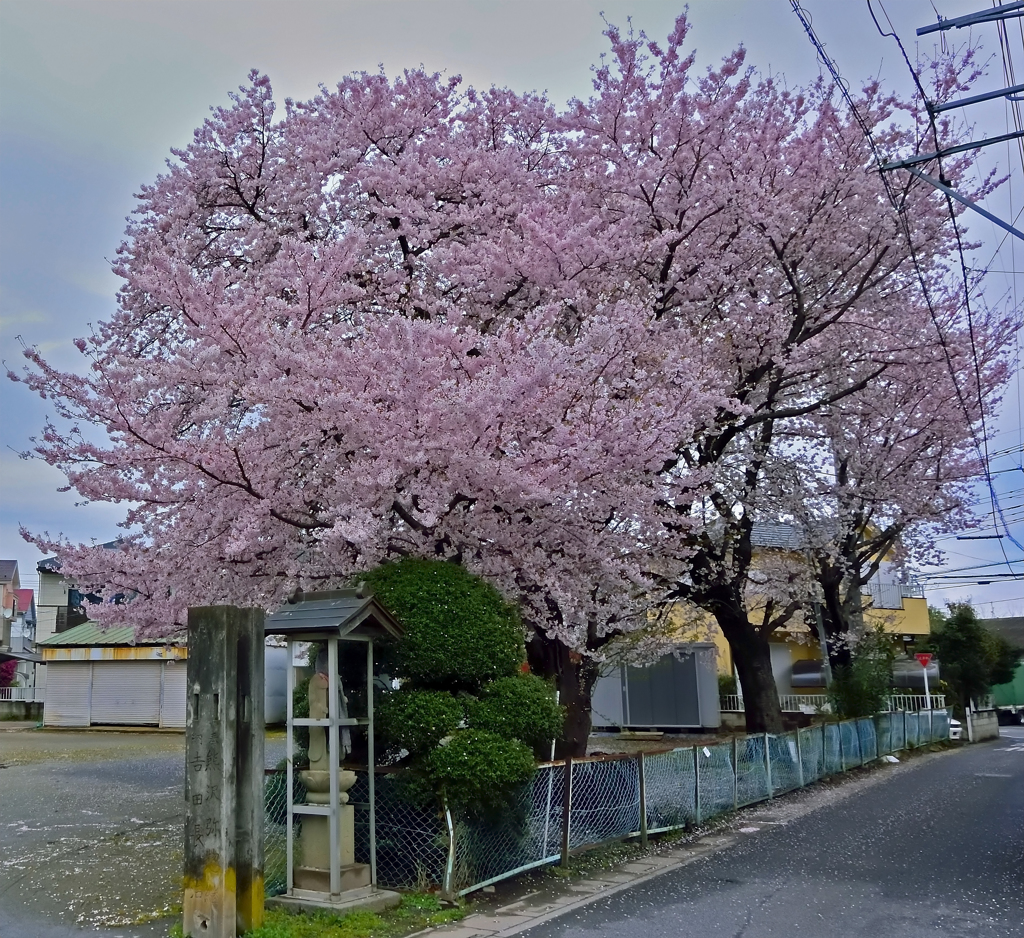 上尾の桜