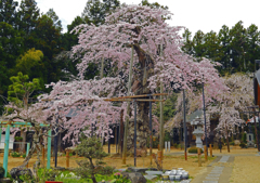 愛蔵寺の護摩ザクラ