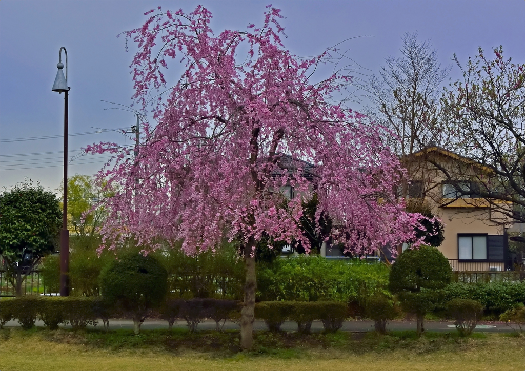 上尾の桜