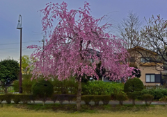 上尾の桜
