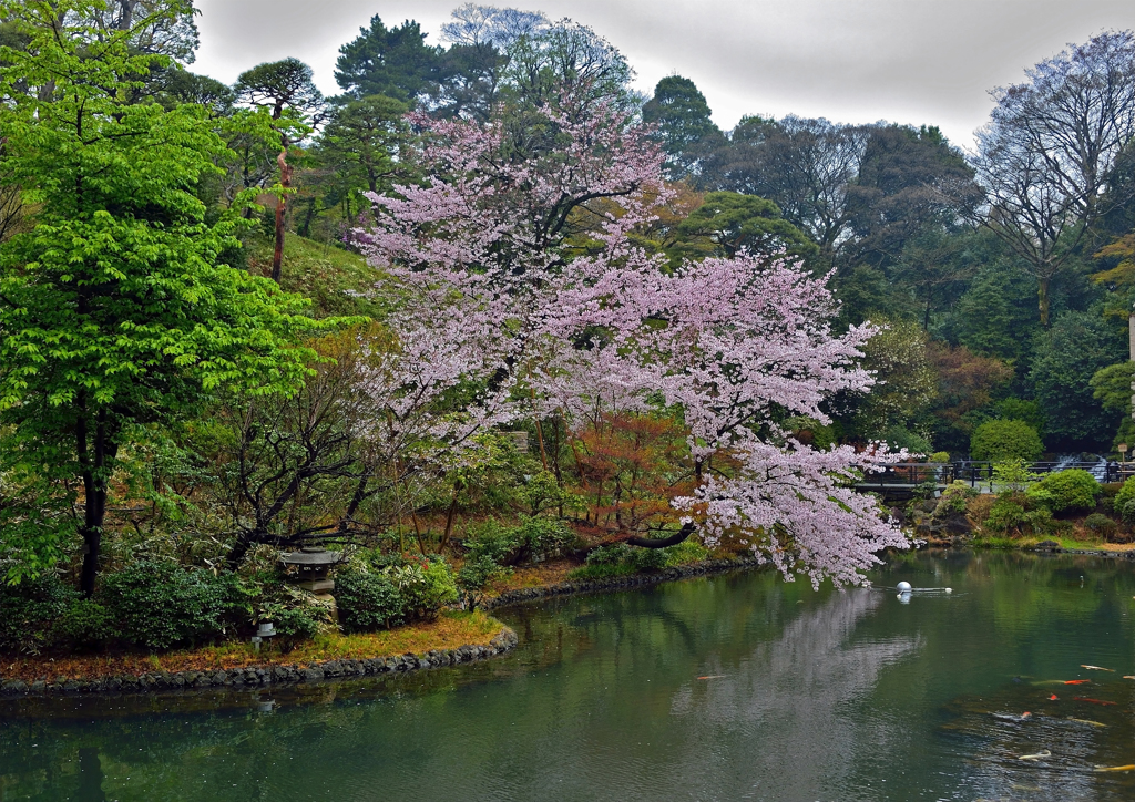 ホテル椿山荘東京の桜
