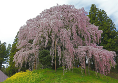 合戦場のしだれ桜