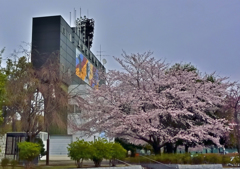上尾の桜