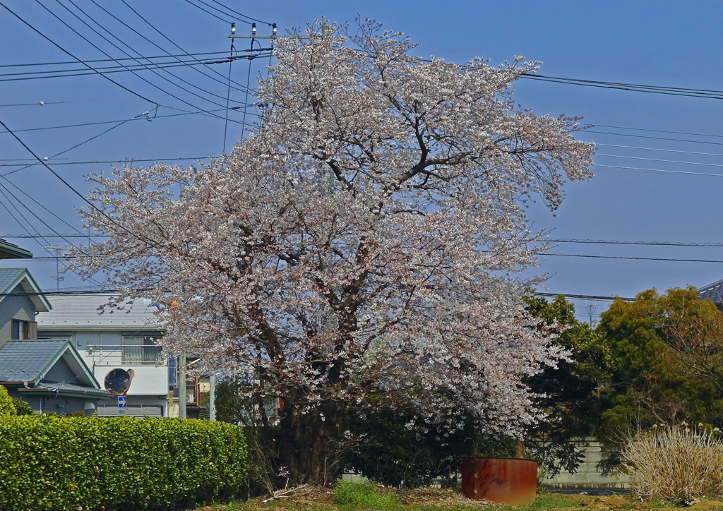 2017桜
