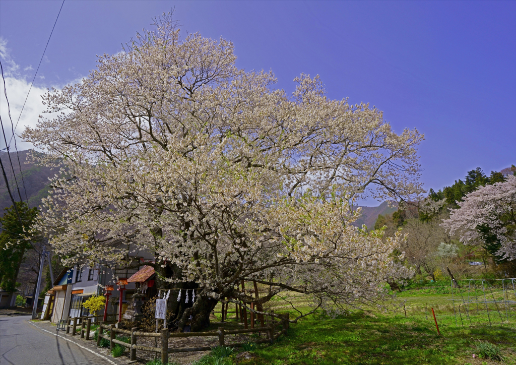 山妻有のサクラ 