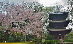 ホテル椿山荘東京の桜 (3)