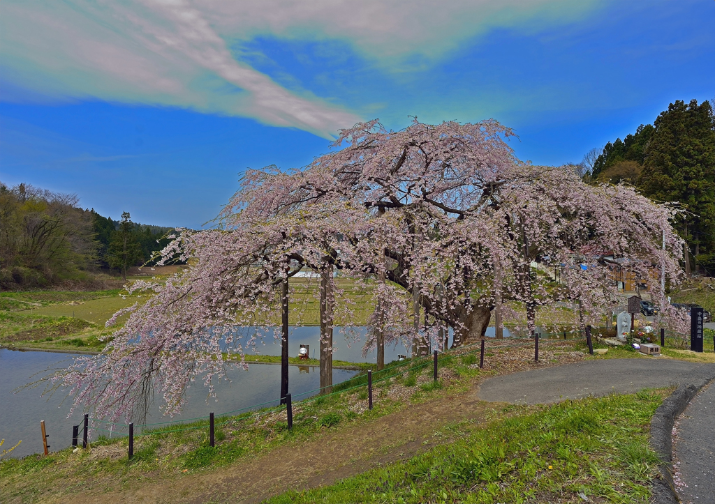 中島の地蔵桜