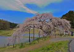 中島の地蔵桜
