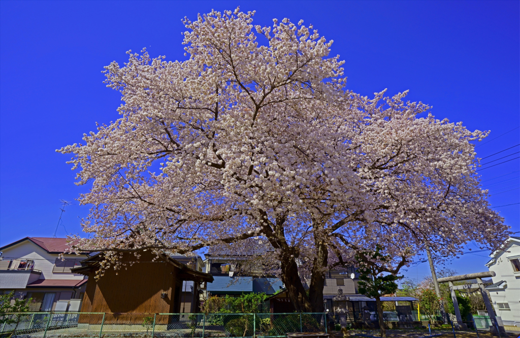 神明神社 桜の大木