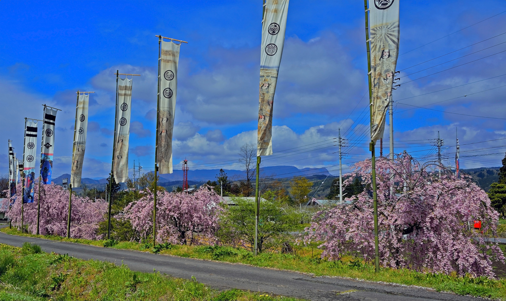 しだれ桜と幟旗