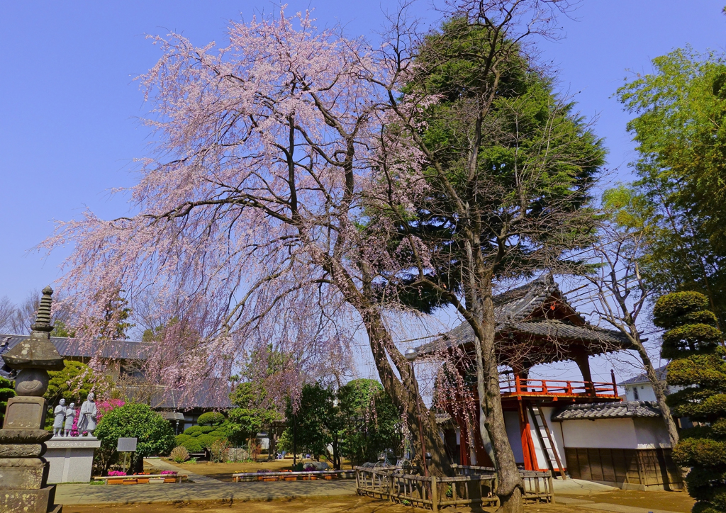 相頓寺 枝垂れ桜