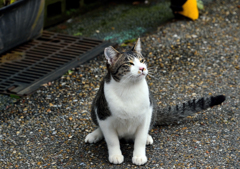 猫 ひがし茶屋街