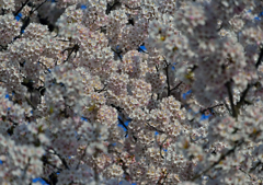 2015年桜