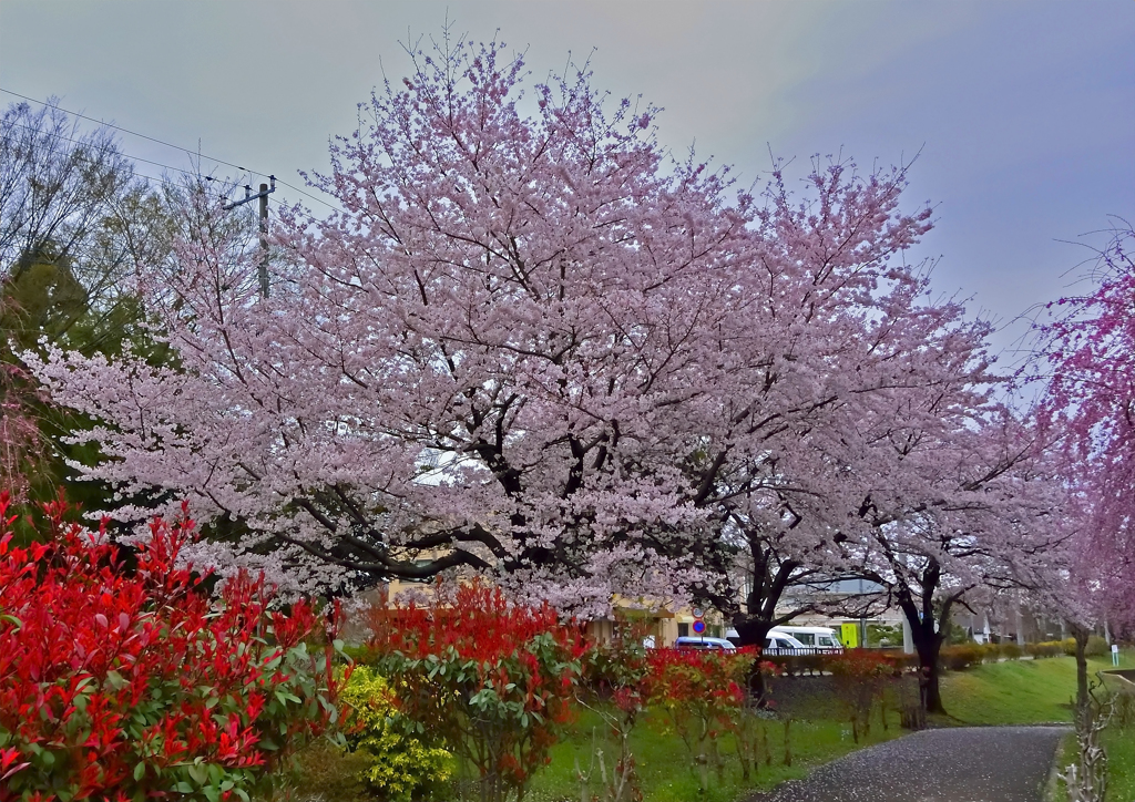 上尾の桜