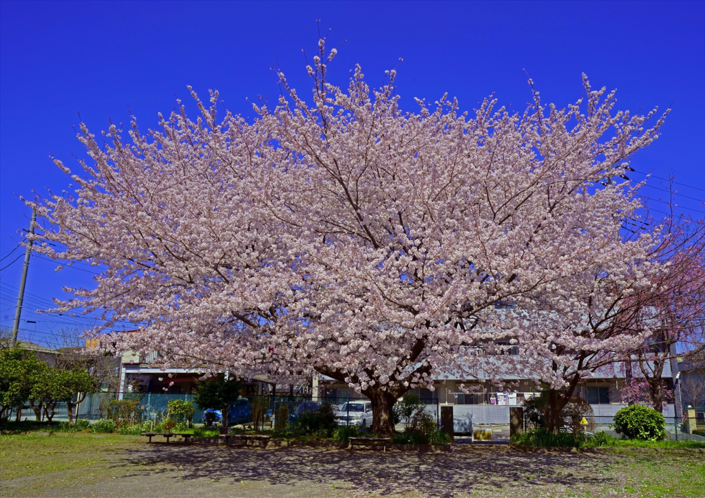 滝宮公園の桜
