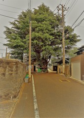 街中に大木